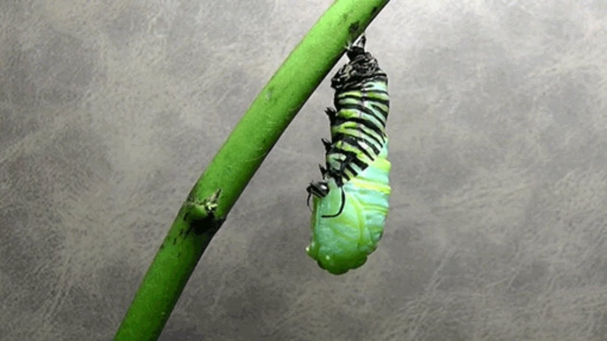 Гусеница Cerura vinula бабочка