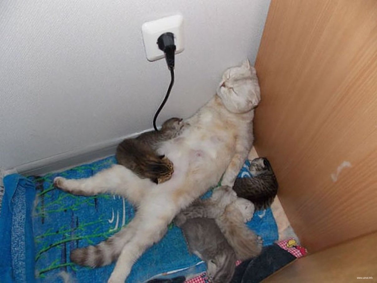 ВИМ Дельвуа рентген