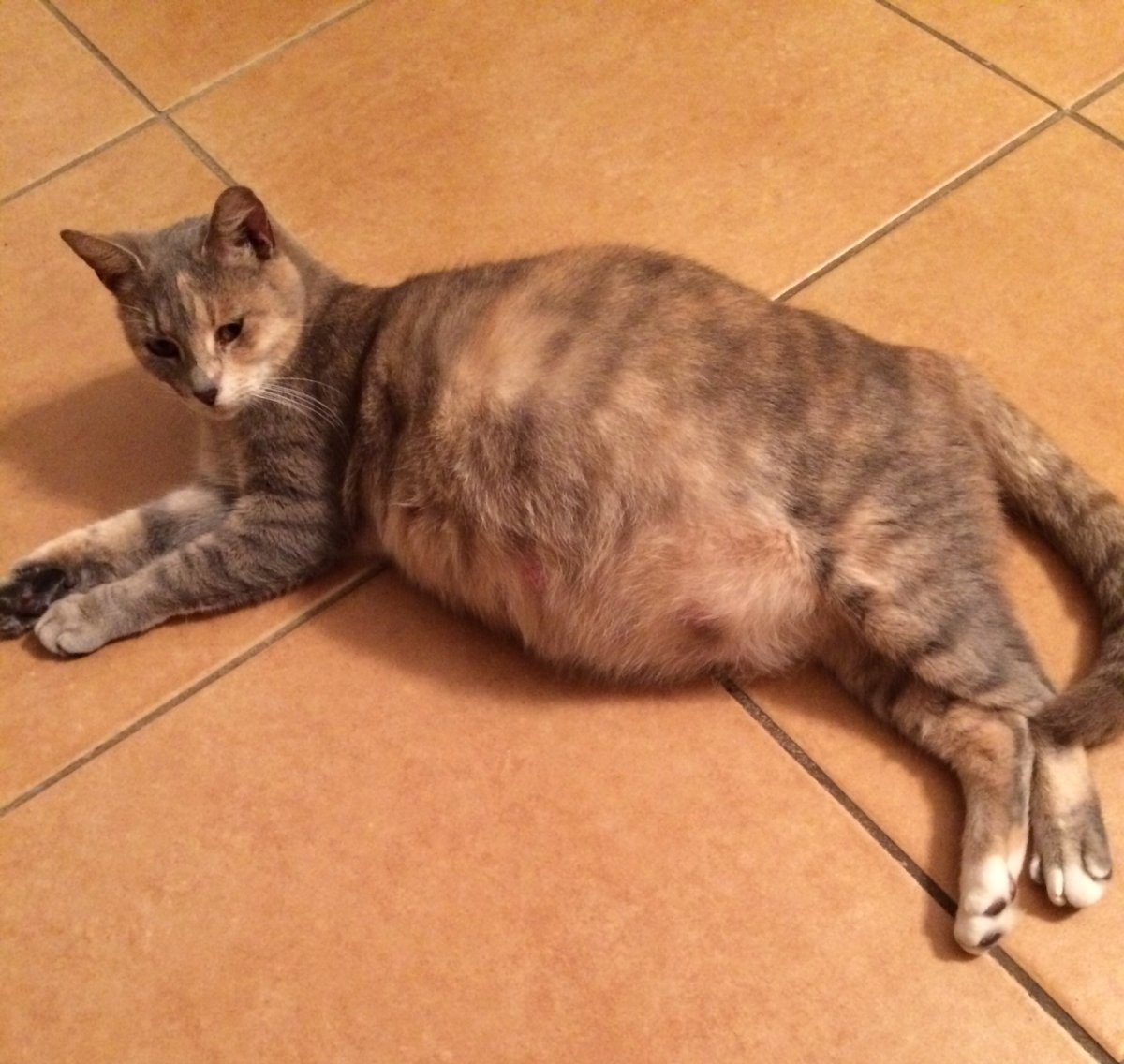 Беременная кошка британка