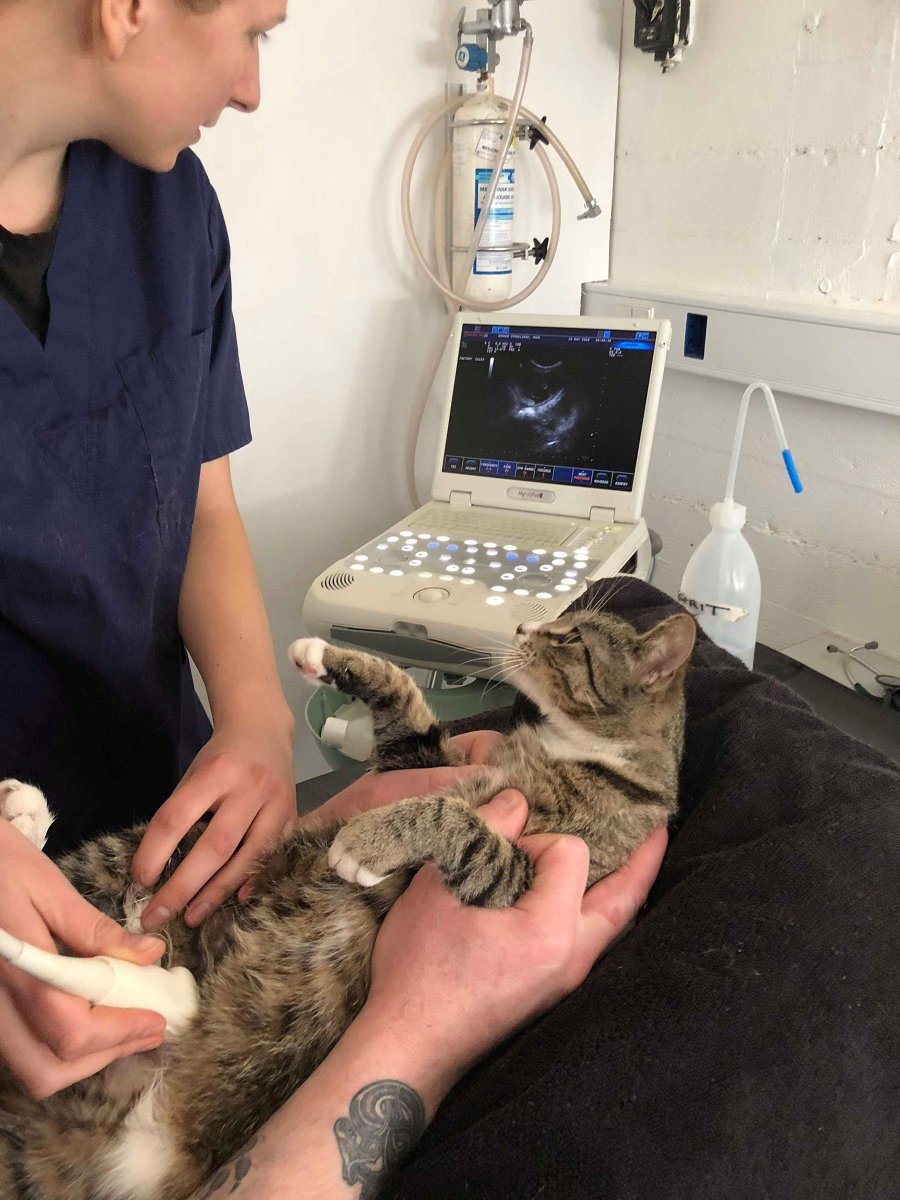 Беременная кошка с котятами