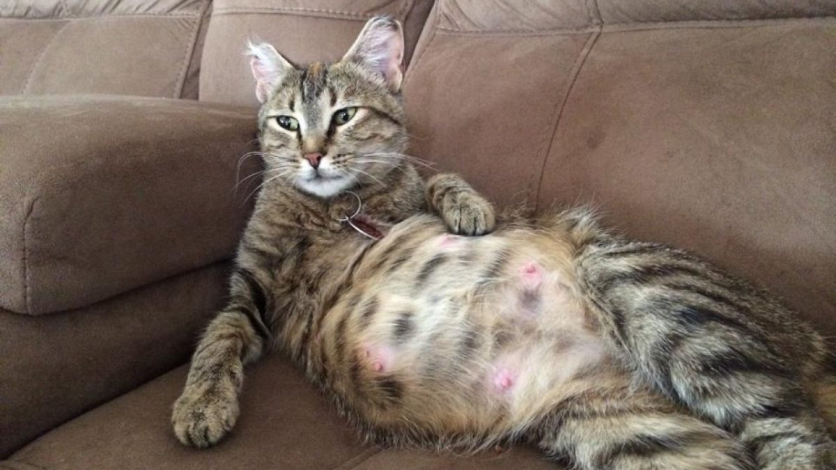 Беременные котики