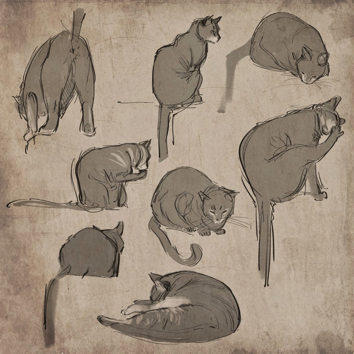 Референсы кошек