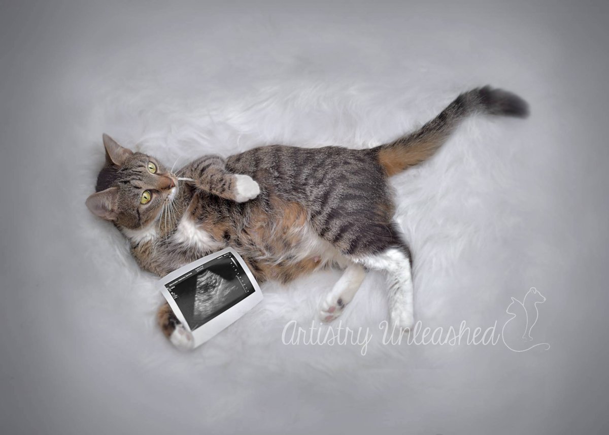 Беременная кошка красивая