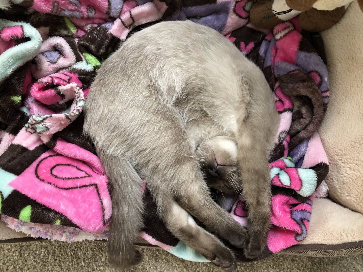 Беременная кошка картинки