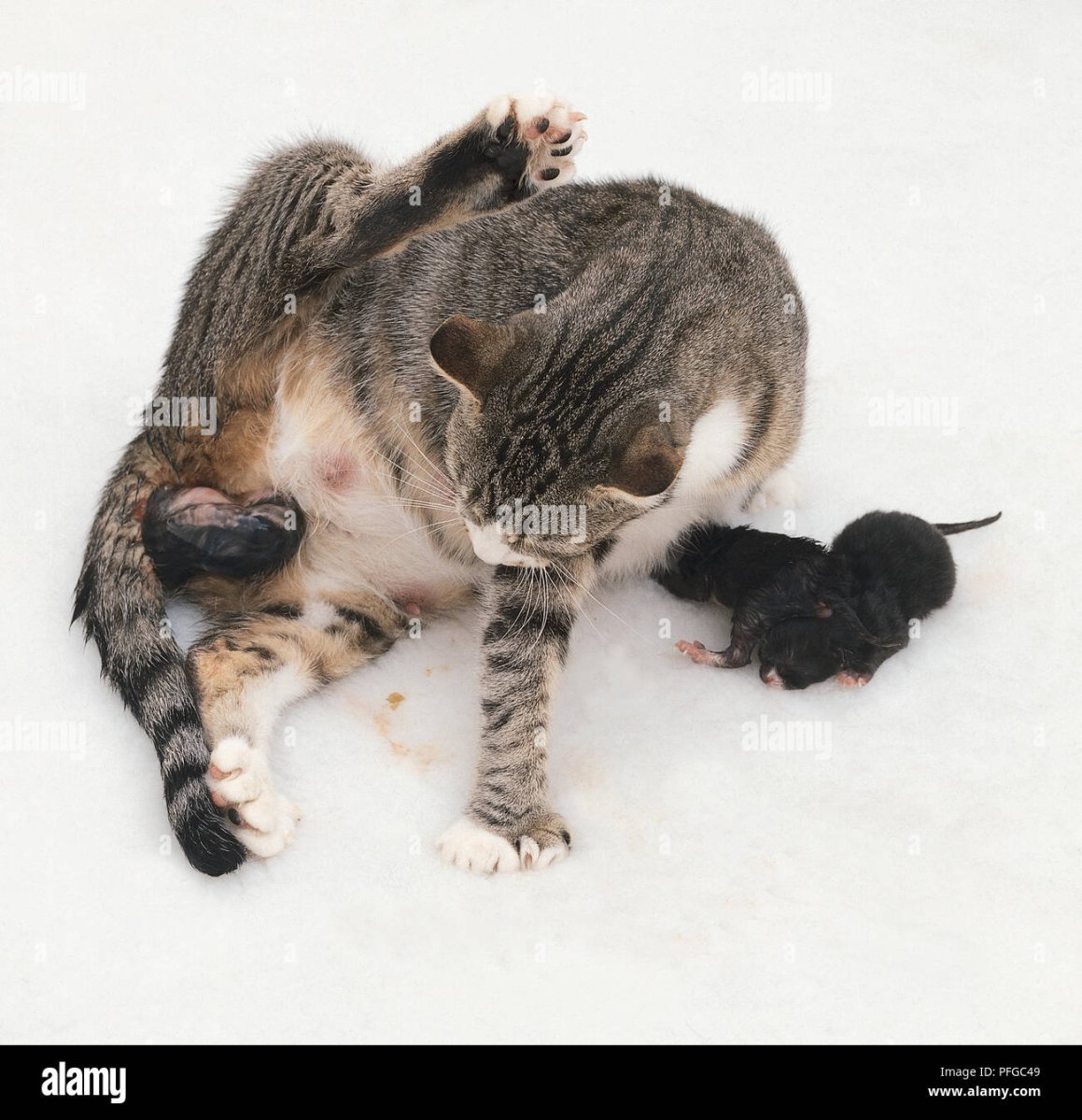 Картинки беременной кошки