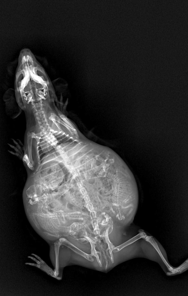 Беременная женщина кошка