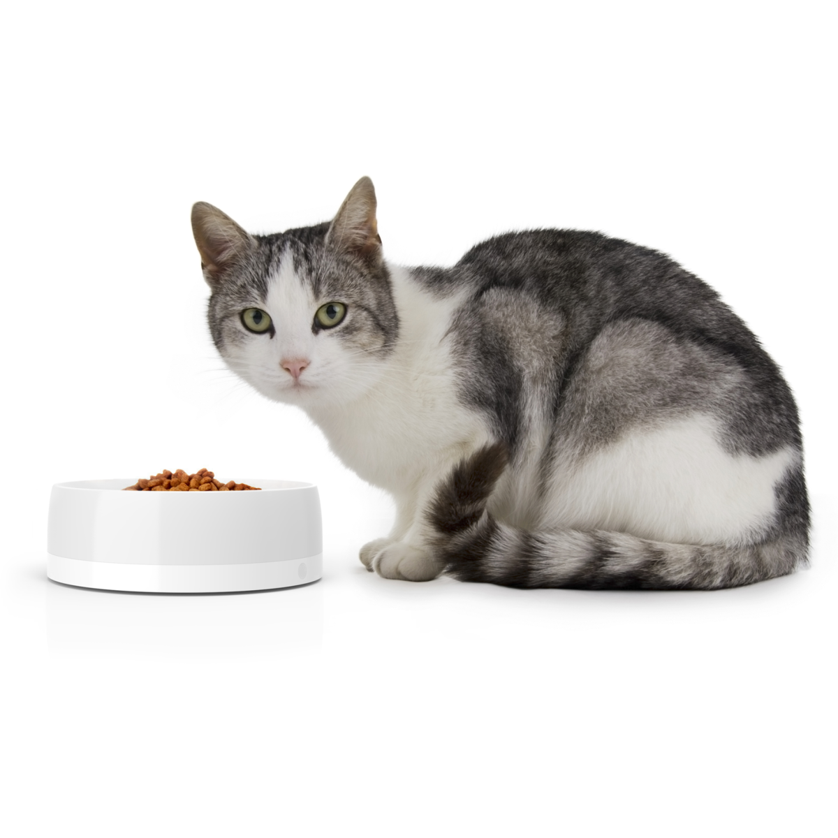 Еда для беременных кошек