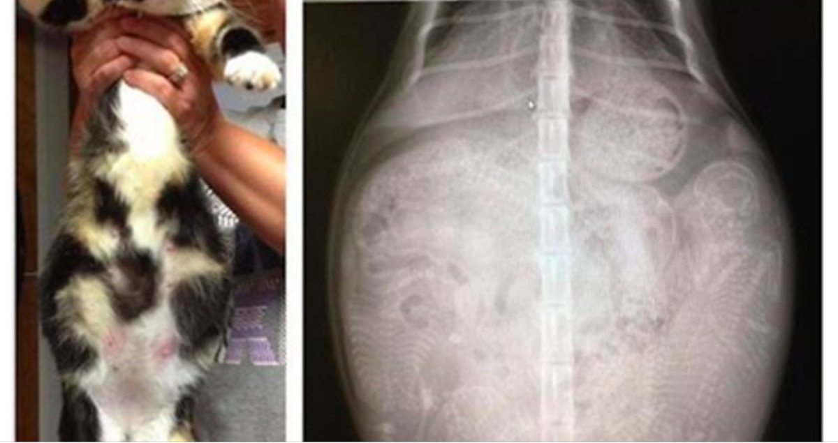 Токсоплазмоз и беременность