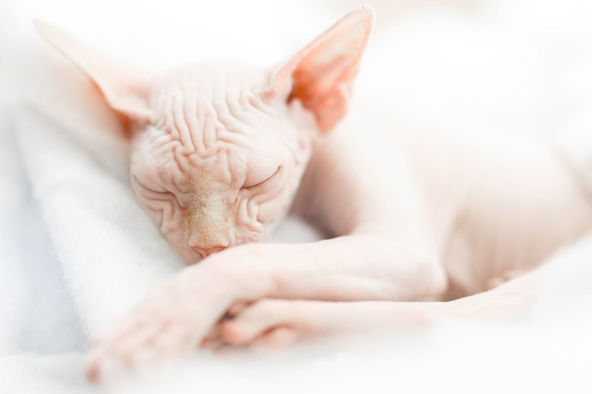 Наглые животные