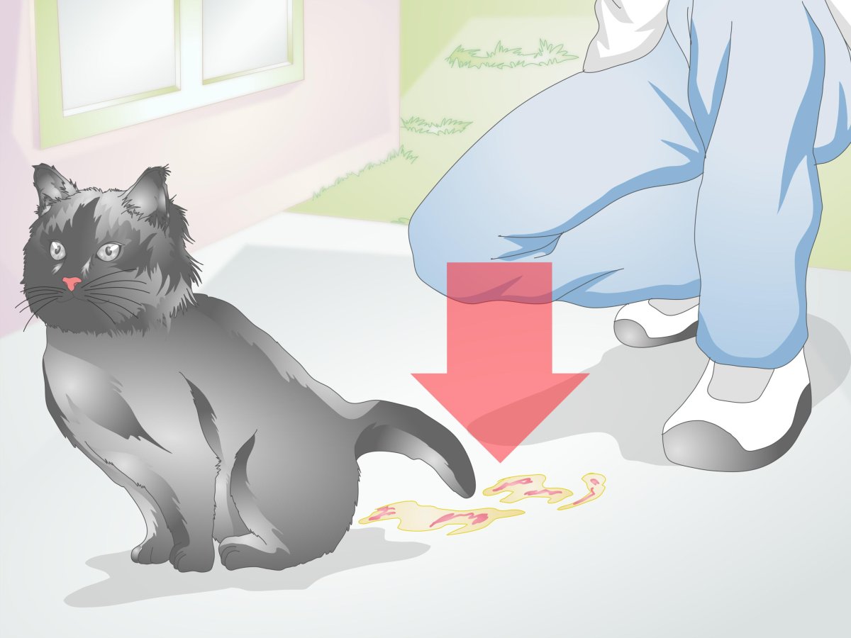 Как понять что котёнок беременна