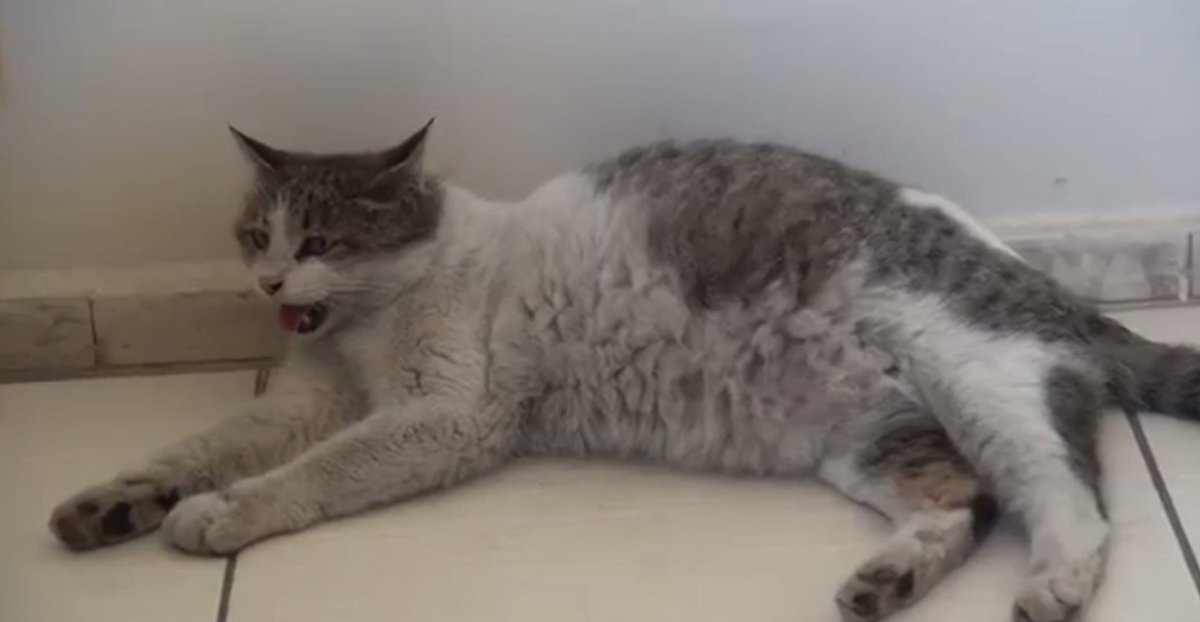 Кот и беременная кошка