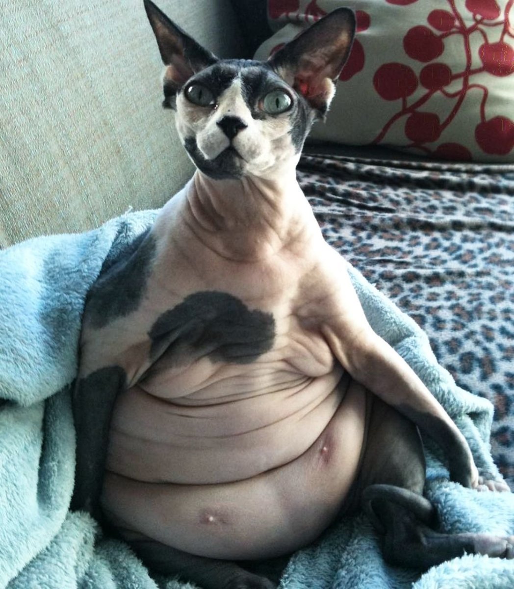 Морская Свинка рентген беременная рентген