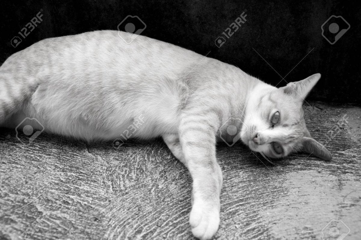 Сфинкс форум кошек