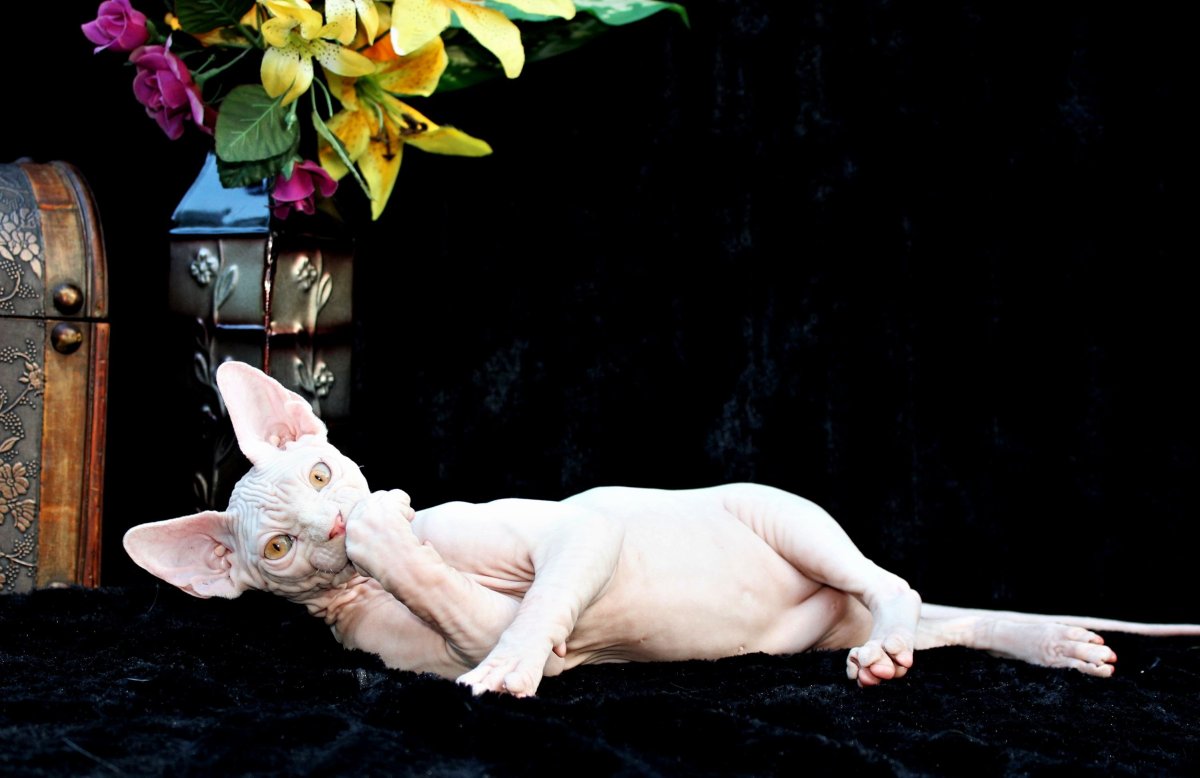 Донской сфинкс упитанный