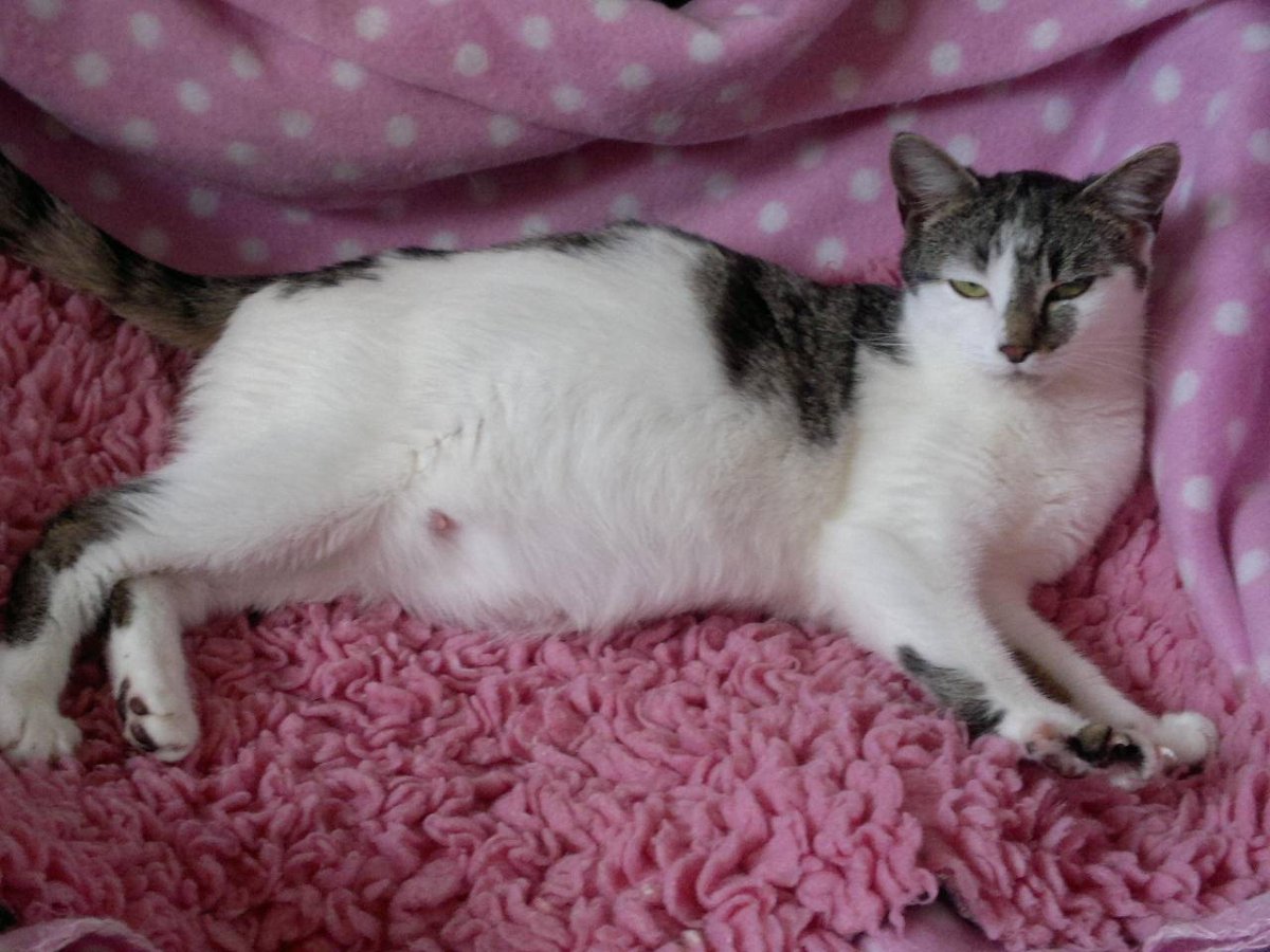 Кошки вынашивают котят