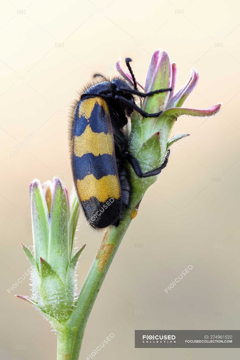 Полосатый желтый Жук