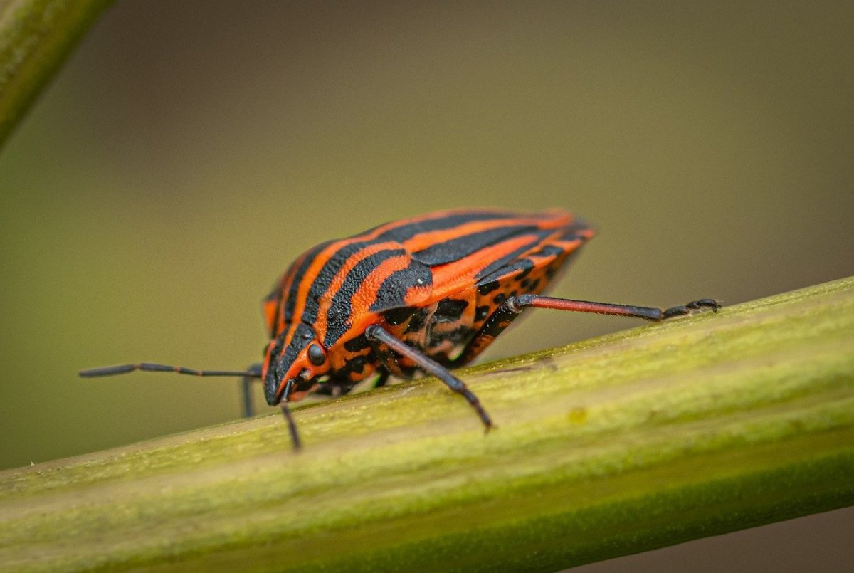 Полосатый Жук Пискун