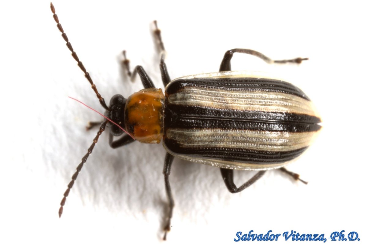 Полосатый жучок