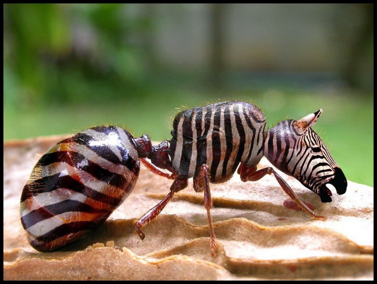 Полосатые насекомые