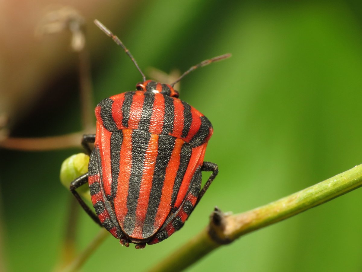 Клоп щитник полосатый красный