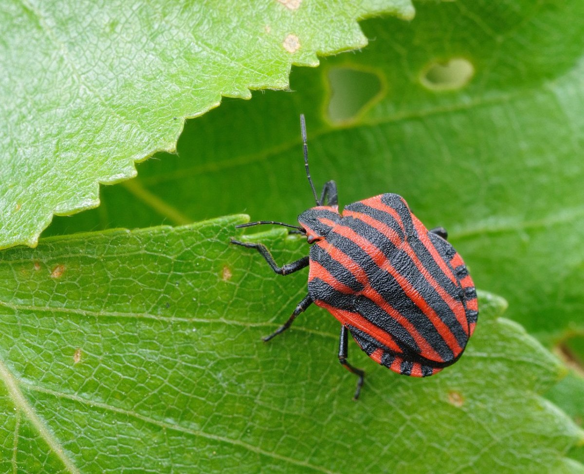 Полосатый Жук Пискун