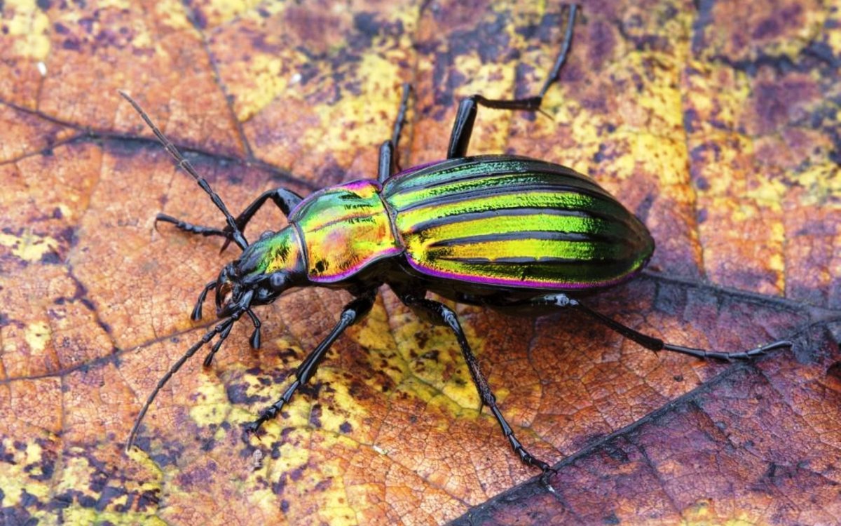 Колорадский картофельный Жук