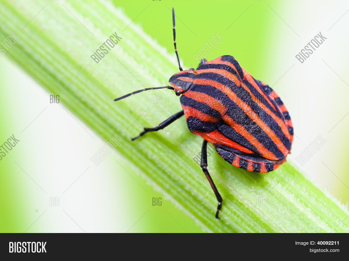 Жук полосатый красно-черный