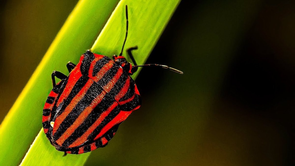 Клоп щитник полосатый красный