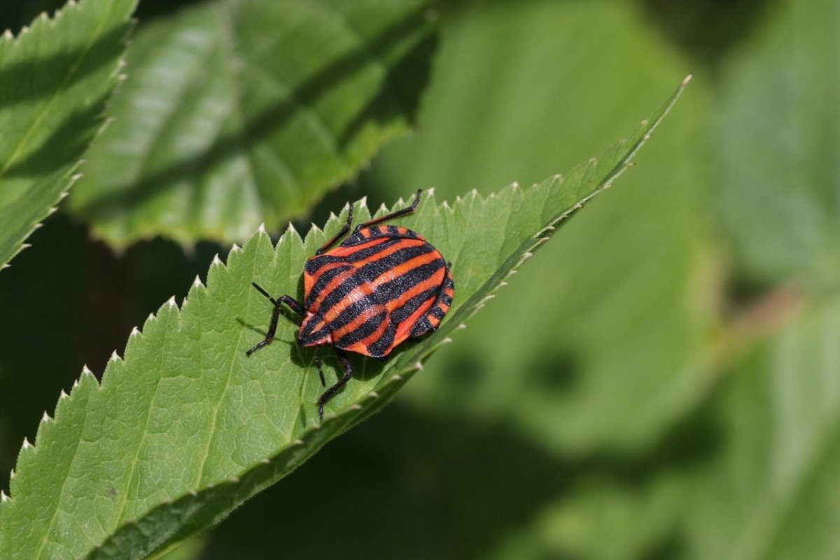 Итальянский полосатый Жук