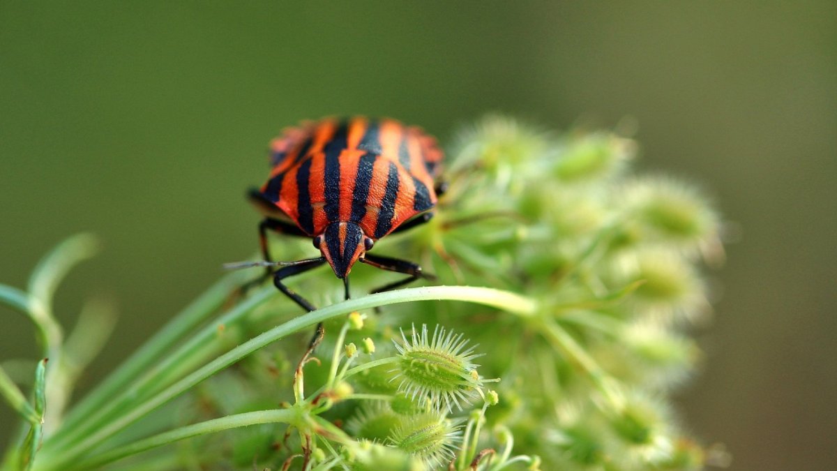 Щитник полосатый