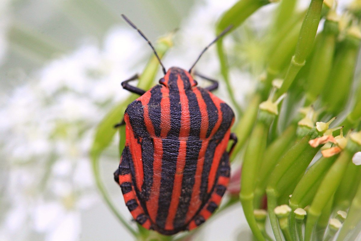 Клоп щитник полосатый