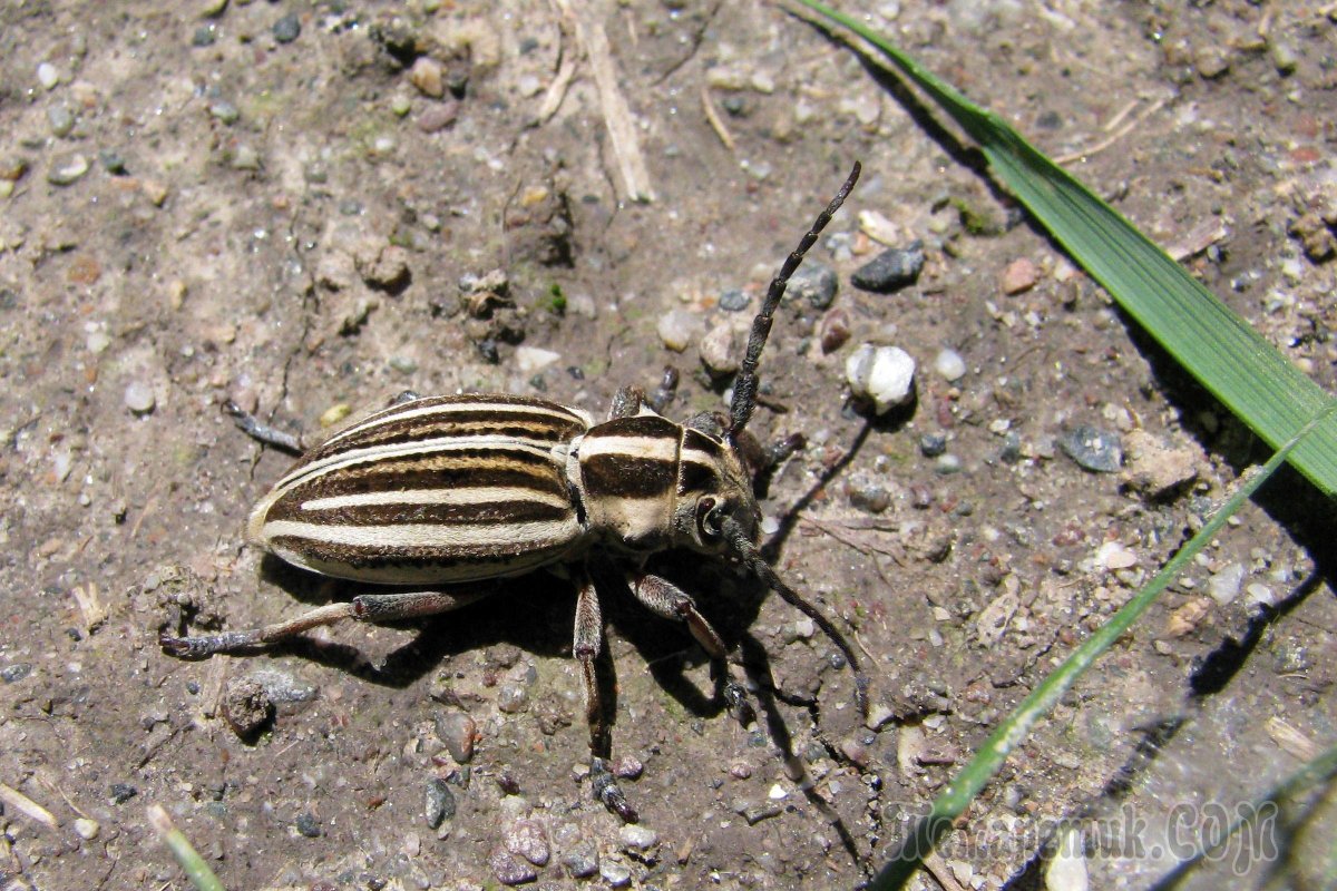 Жук семечка