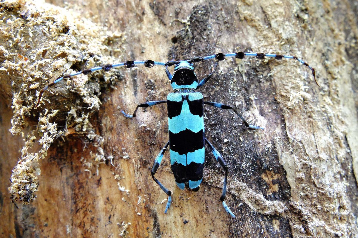 Альпийский усач (Rosalia Alpina)