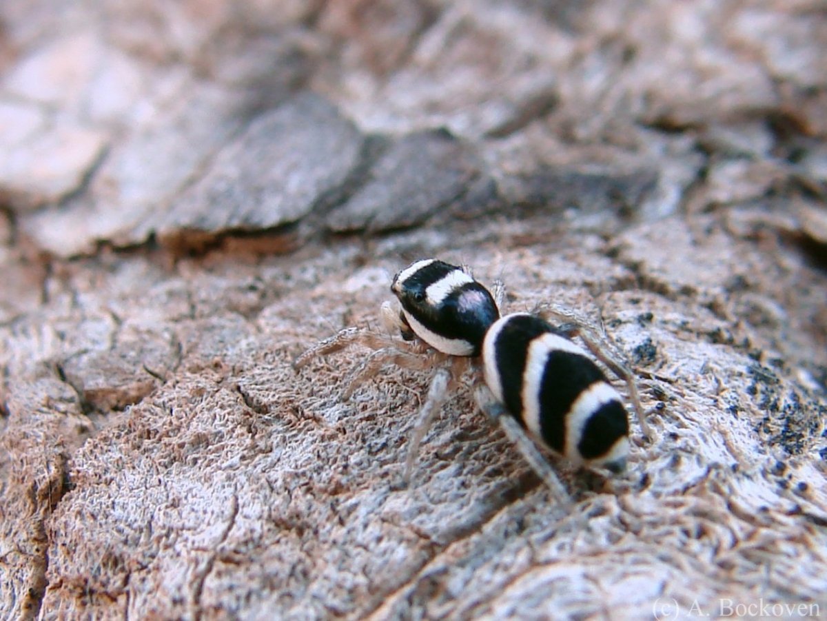 Полосатый Жук Пискун