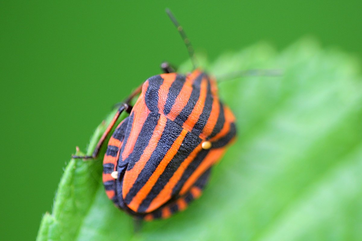 Полосатый Жук Листоед красный