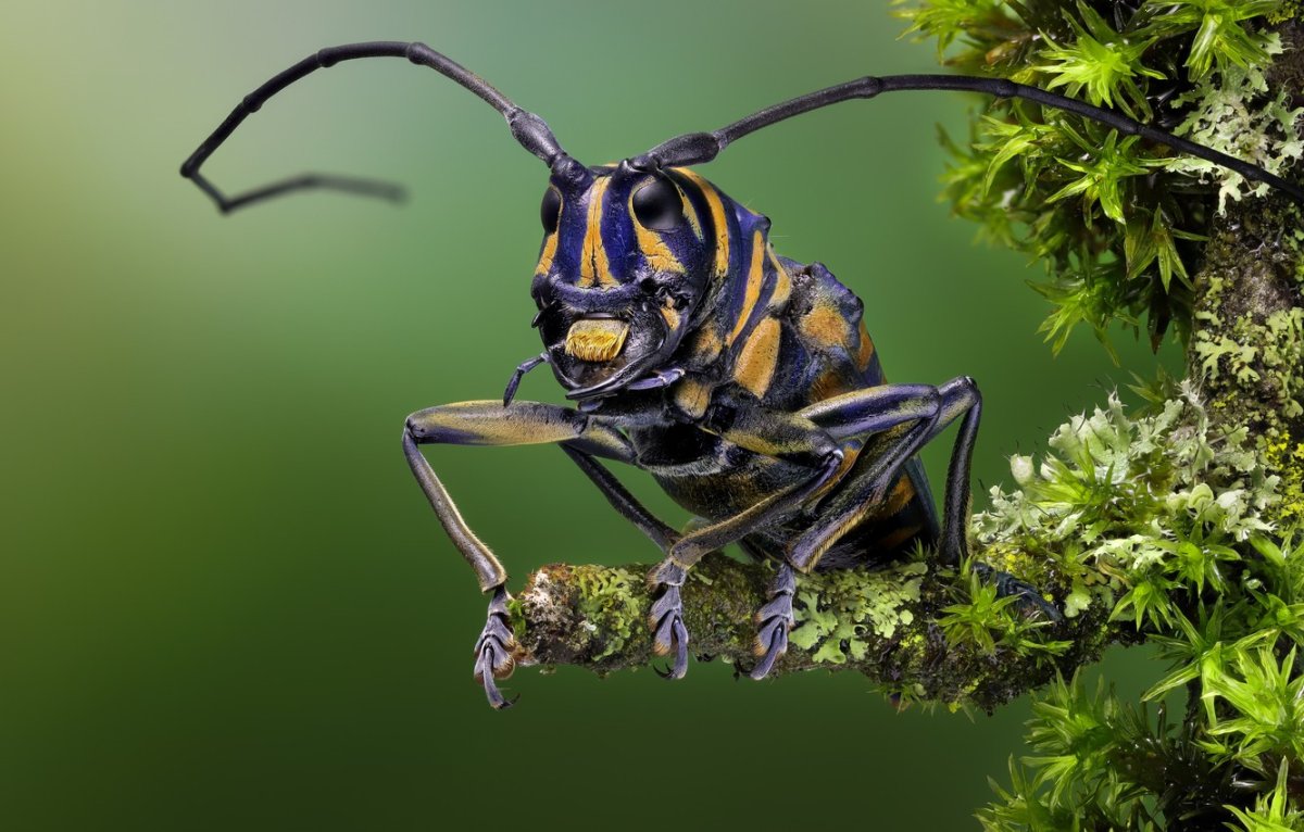 Насекомые на животных