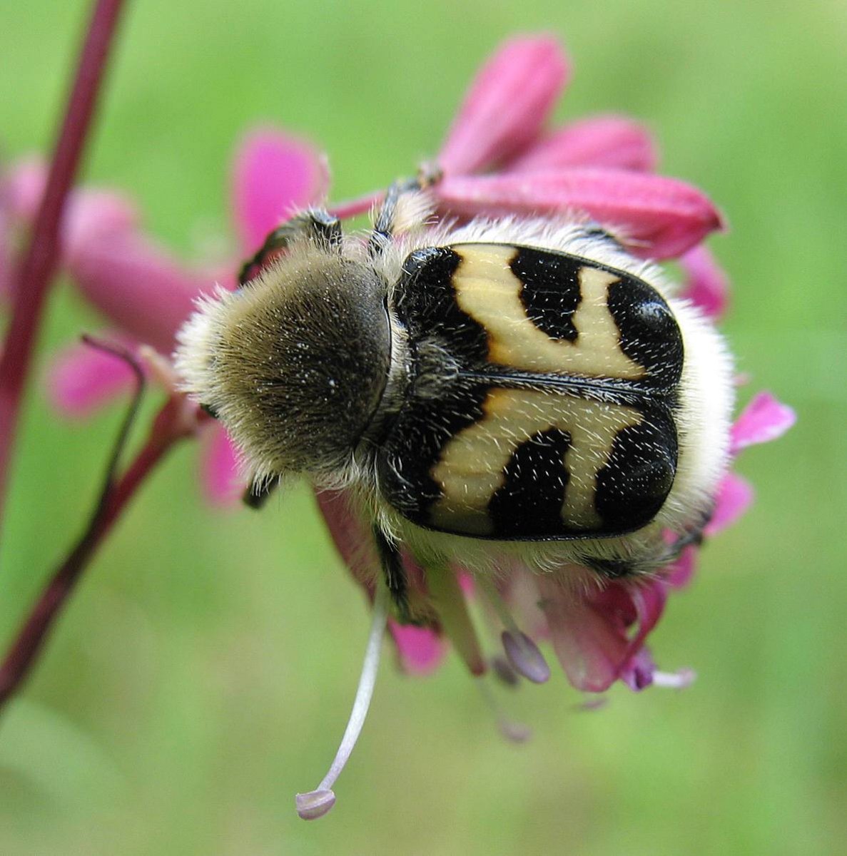 Жук Dorcadion elegans