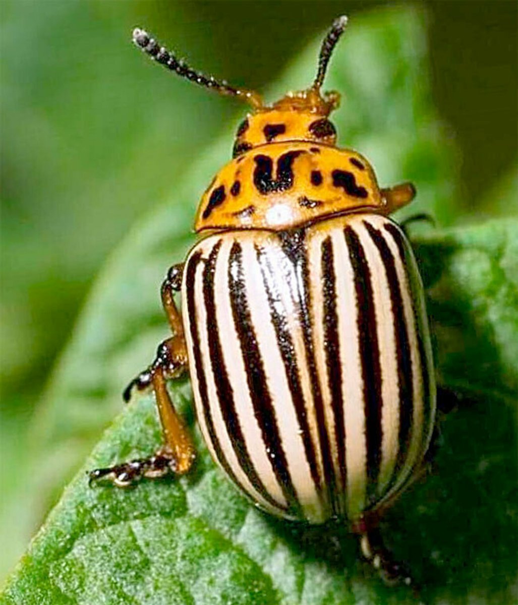 Полосатый Жук Пискун
