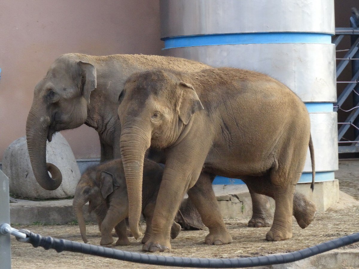 Слон в Московском зоопарке