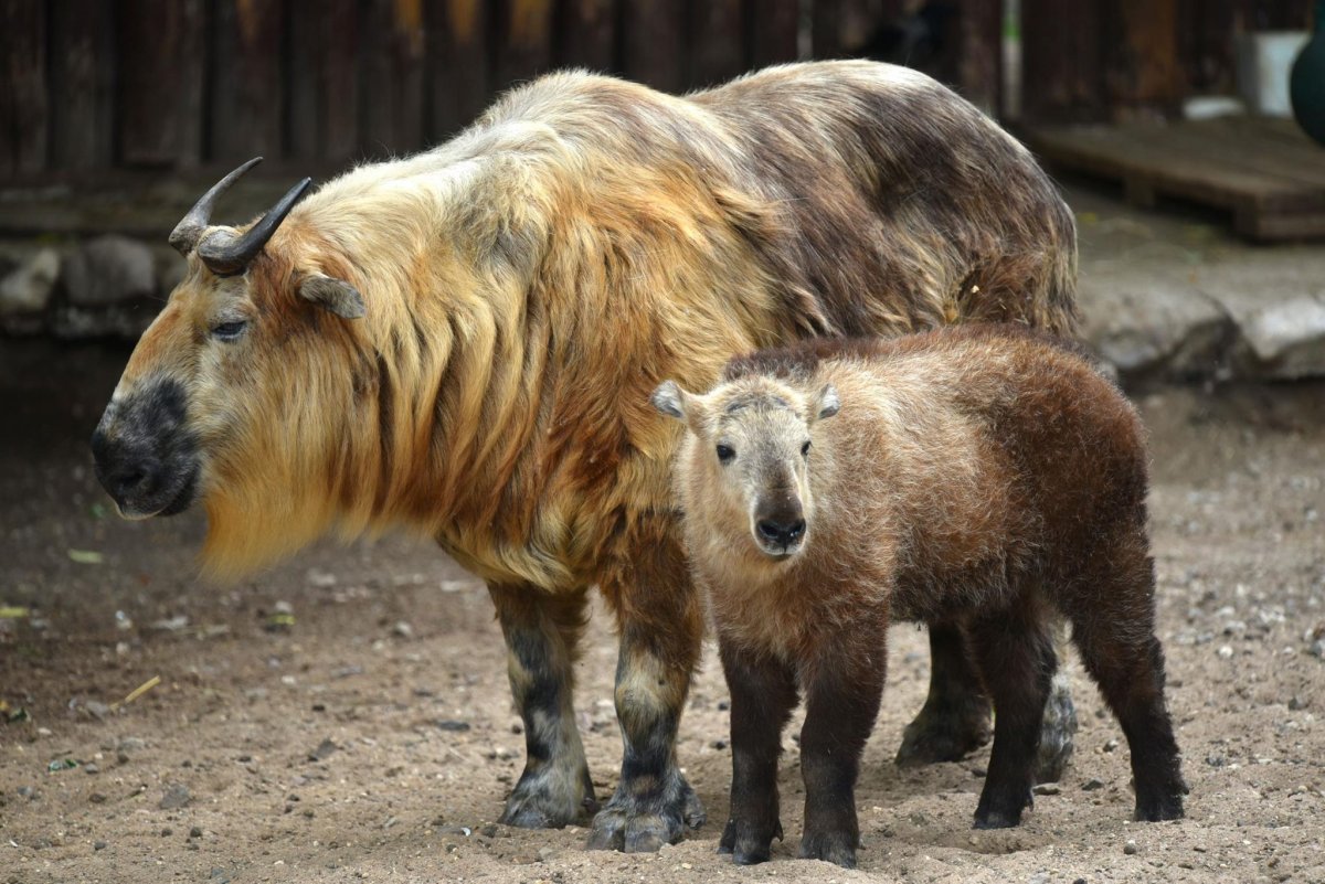 Сычуаньский такин в Московском зоопарке
