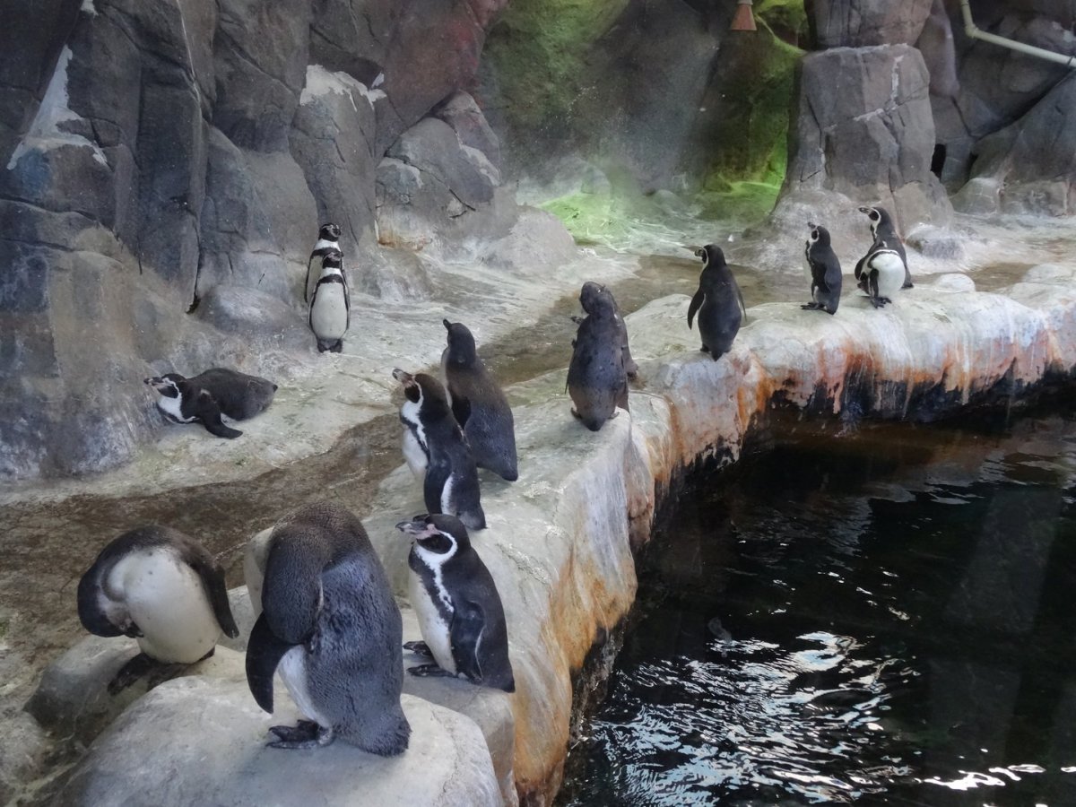 Московский зоопарк Москва животные