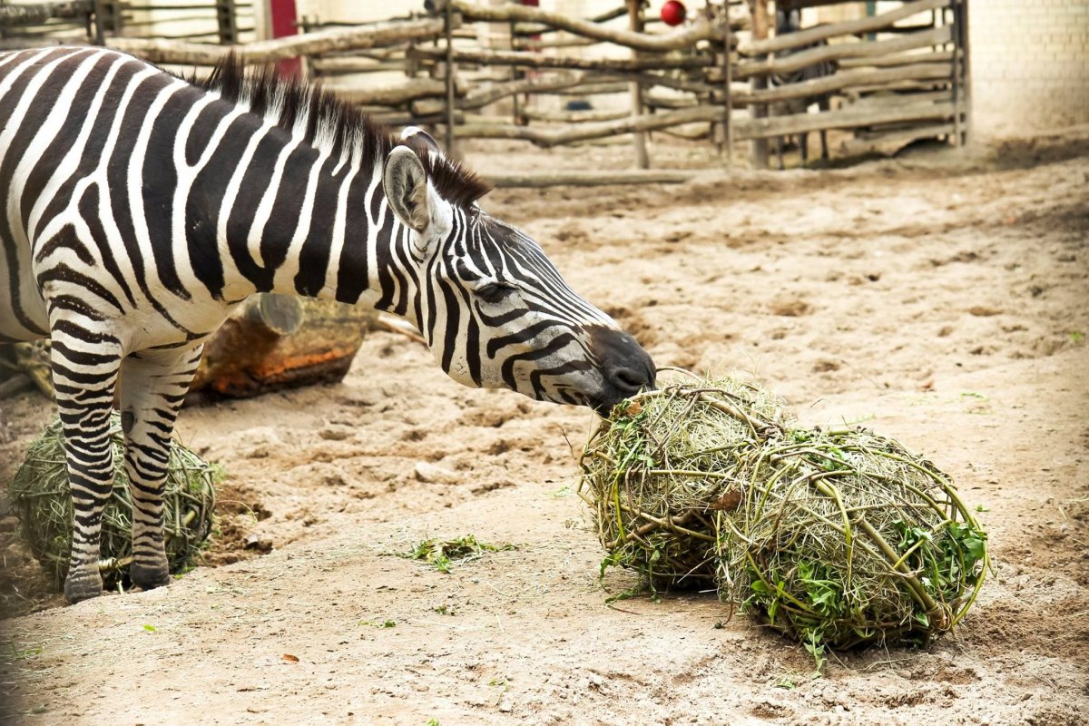 Обогащение среды обитания животных в зоопарках