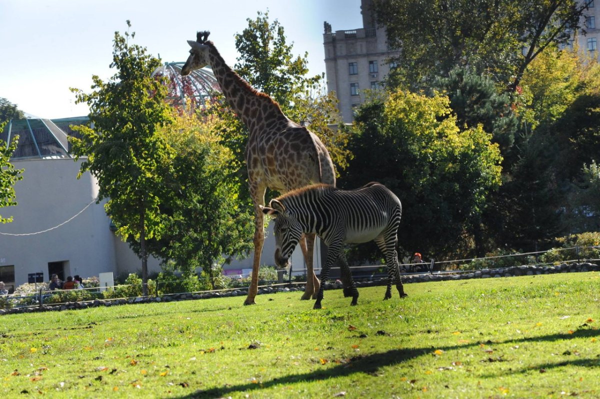 Московский зоопарк зоопарки