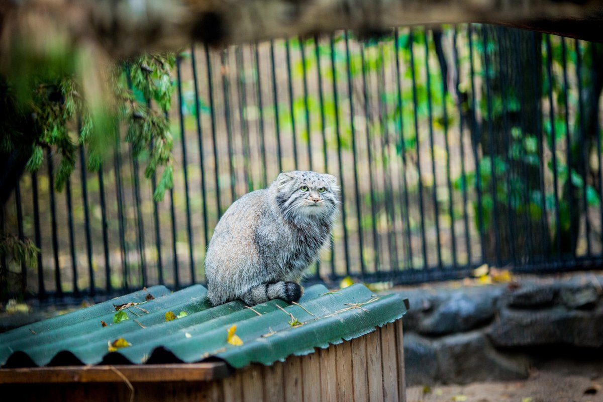Московский зоопарк забавные животные