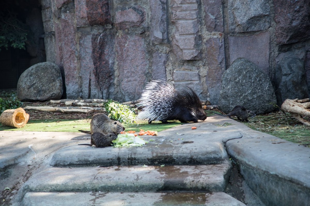 Московский зоопарк звери