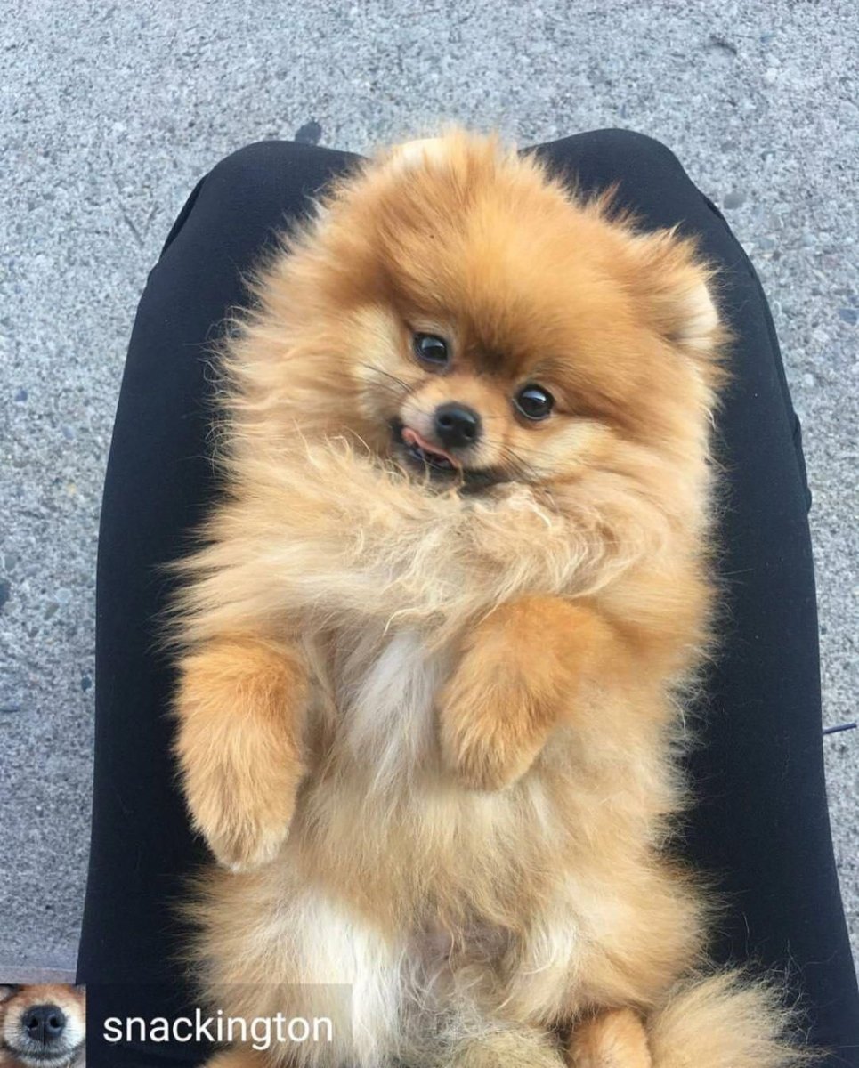 Шпиц Пинтерест