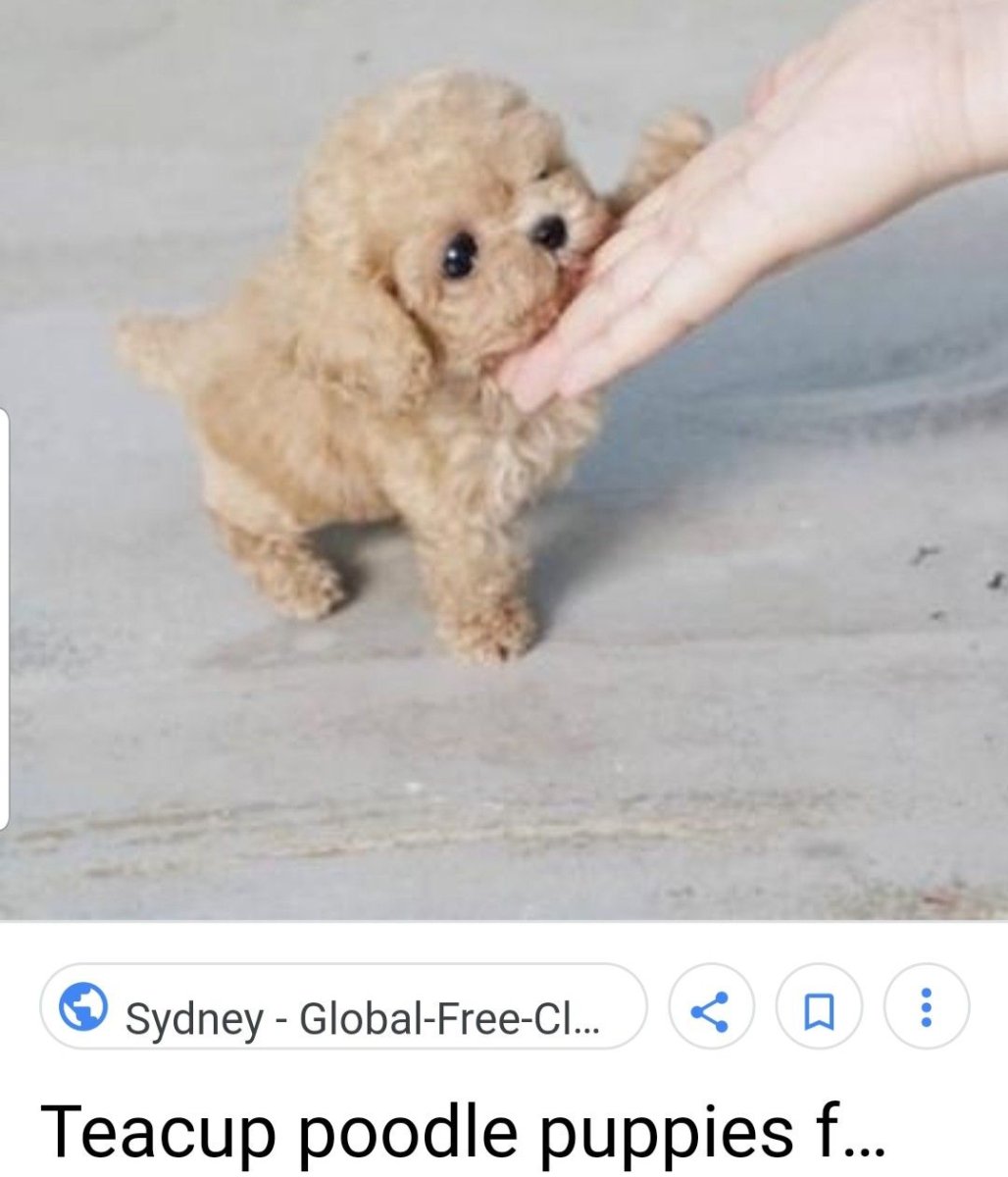 Собаки из пинтереста