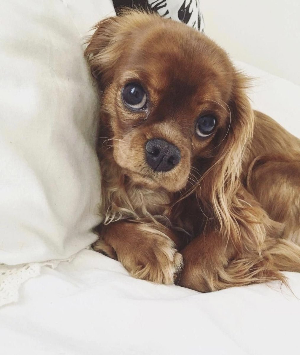 Йоркширский терьер малыш