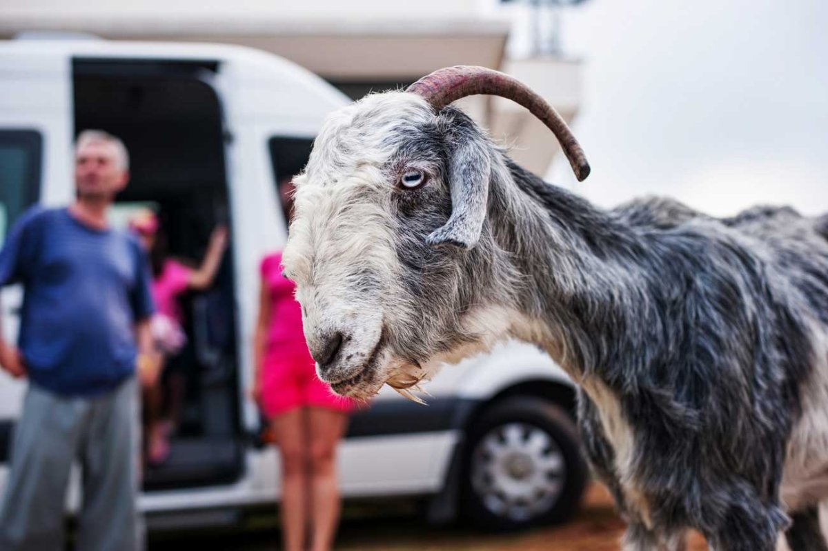 Картины художника Дениса Коробкова