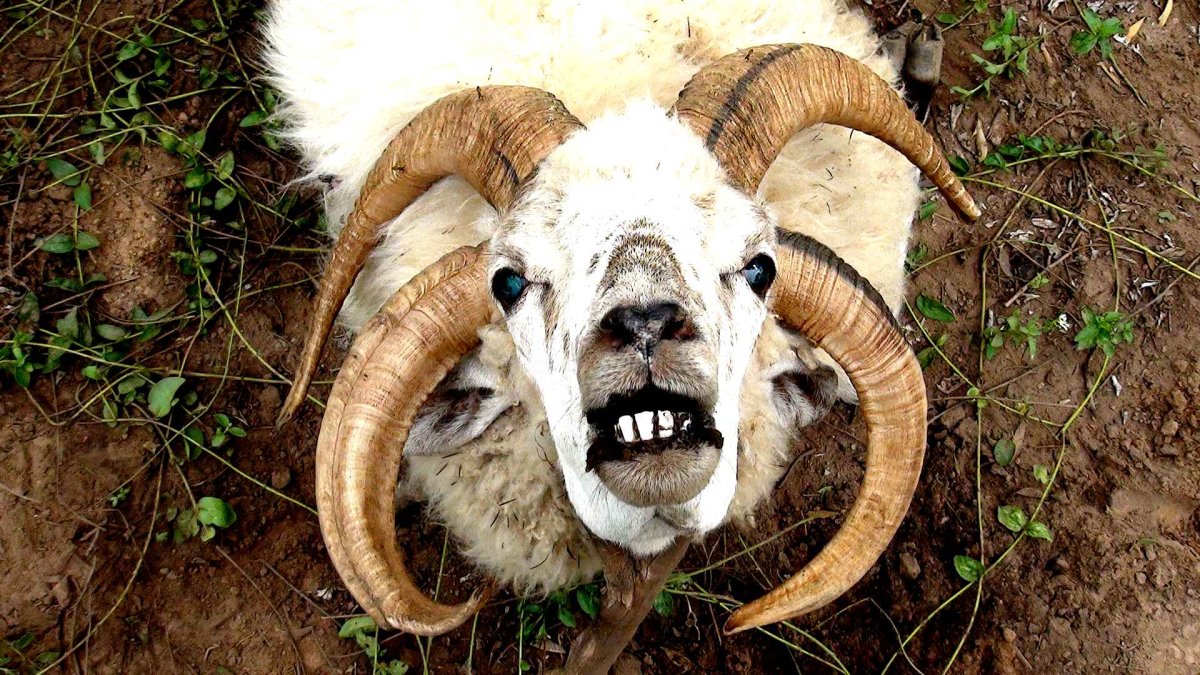 Финские козы